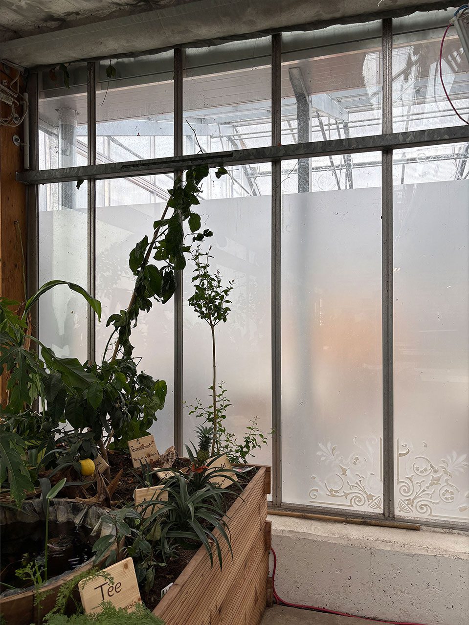 Fertig foliertes Fenster mit Milchglas-Effekt in einer Gärtnerei