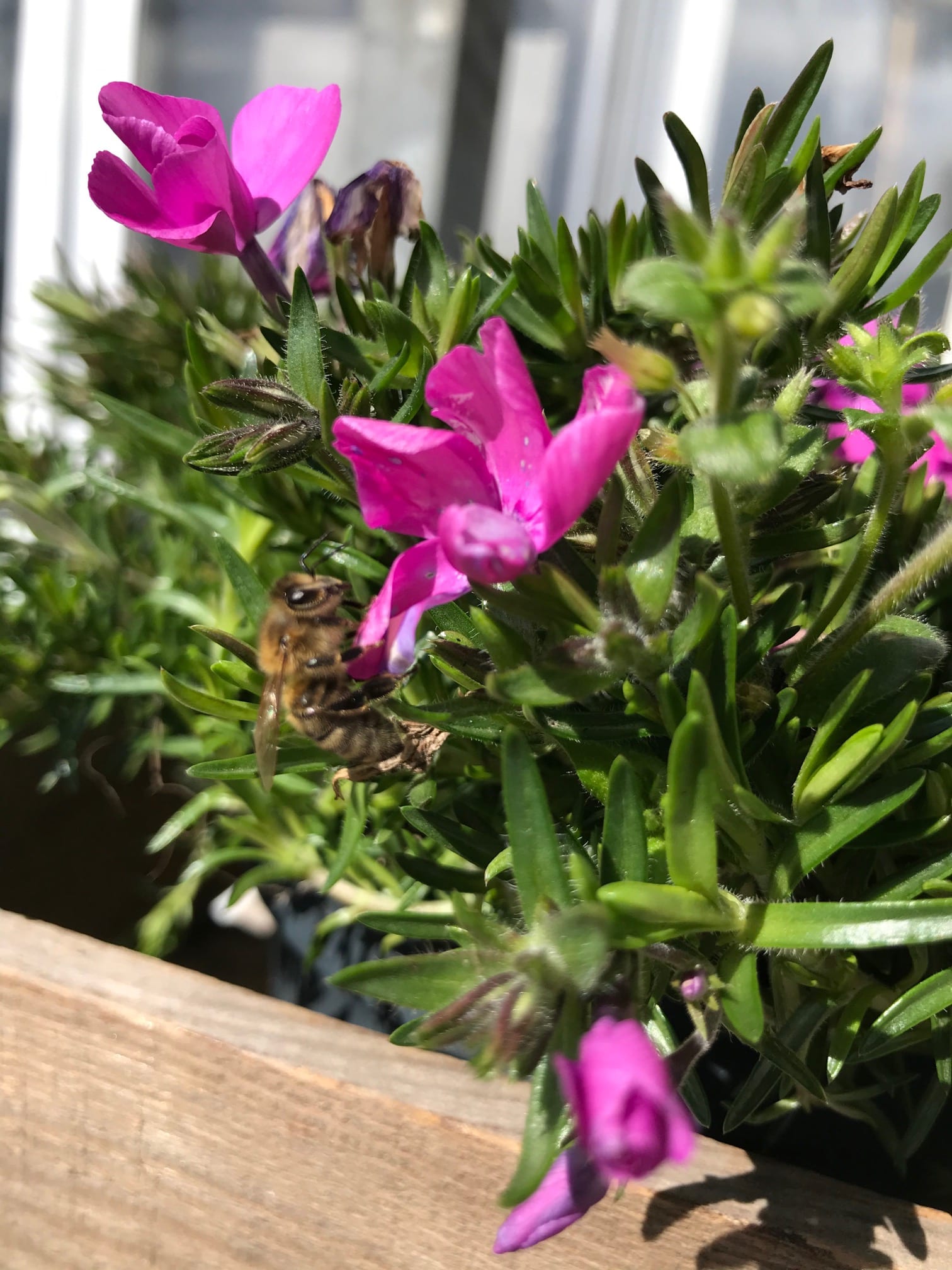 Ein bunter Blumenstrauß.